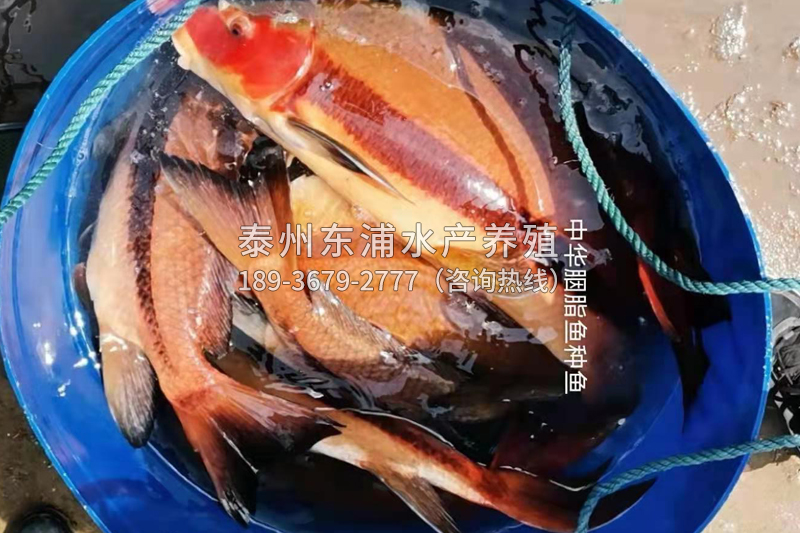 胭脂魚