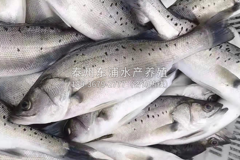 7星鱸魚