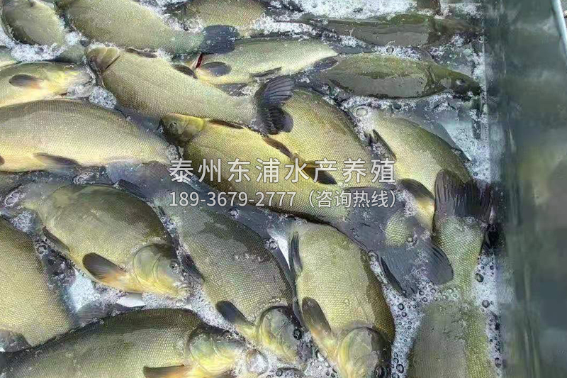 丁桂魚